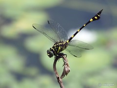 Ictinogomphus pertinax