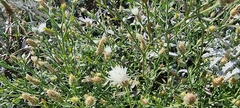 Centaurea