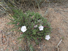 Convolvulus tragacanthoides