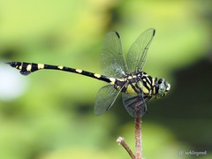 Ictinogomphus pertinax