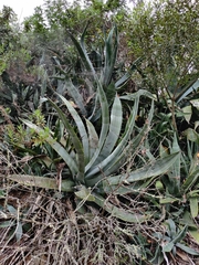 Agave americana