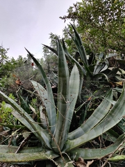Agave americana