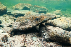 Nerita atramentosa