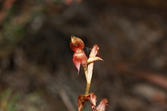 Pterostylis rufa
