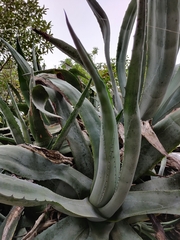 Agave americana