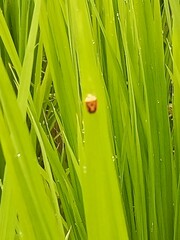 Menida