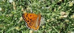 Lycaena thersamon