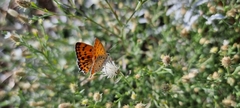 Lycaena thersamon
