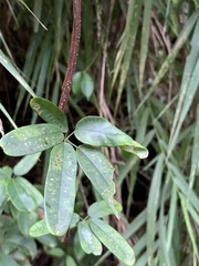Lardizabalaceae
