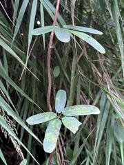 Lardizabalaceae