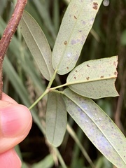 Lardizabalaceae