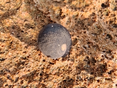 Nerita melanotragus