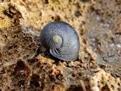 Nerita melanotragus