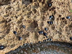 Nerita melanotragus