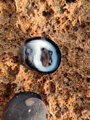 Nerita melanotragus