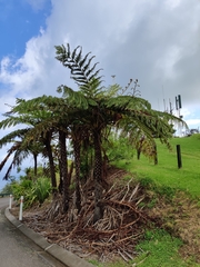 Sphaeropteris excelsa