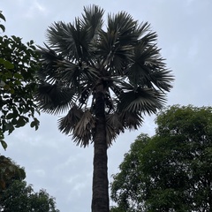 Bismarckia