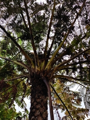 Sphaeropteris excelsa