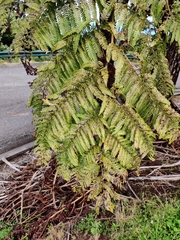 Sphaeropteris excelsa