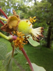 Actinidia