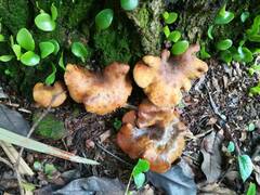 Boletinellus merulioides