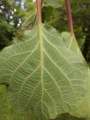 Actinidia