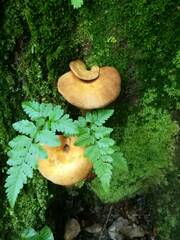 Boletinellus merulioides