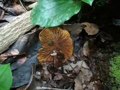 Boletinellus merulioides