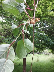 Actinidia