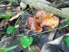 Boletinellus merulioides