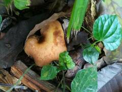 Boletinellus merulioides