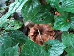 Boletinellus merulioides