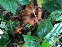 Boletinellus merulioides