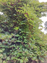 Actinidia