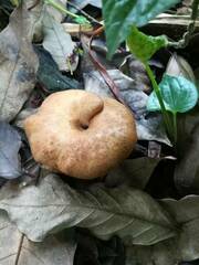 Boletinellus merulioides