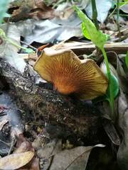 Boletinellus merulioides