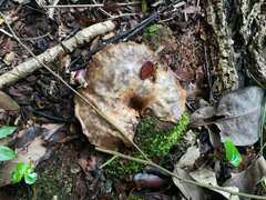 Boletinellus merulioides