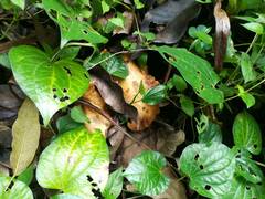 Boletinellus merulioides