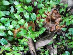 Boletinellus merulioides