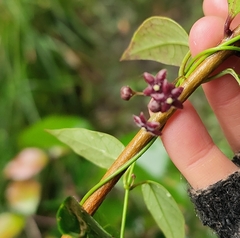 Vincetoxicum barbatum