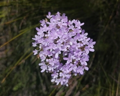 Pseudoselago serrata