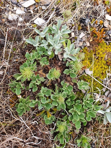 Celmisia sinclairii