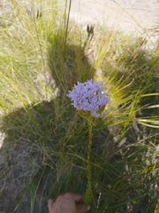 Pseudoselago serrata