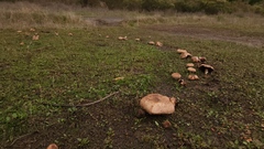 Agaricus incultorum