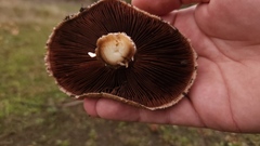 Agaricus incultorum