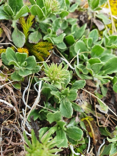 Celmisia sinclairii, photograph 1