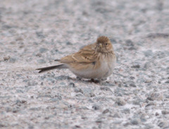 Alaudala heinei