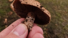Agaricus incultorum