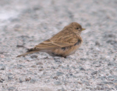 Alaudala heinei