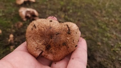 Agaricus incultorum